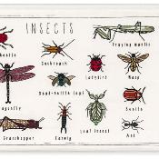 Poster d'école brodé  numero 74 - Insects